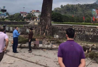 Bị cành cây gạo rơi trúng, nam thanh niên đang đi bộ tử vong tại chỗ