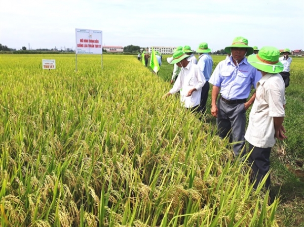 Lúa TBR117 vững vàng trước mưa dông, nắng hạn