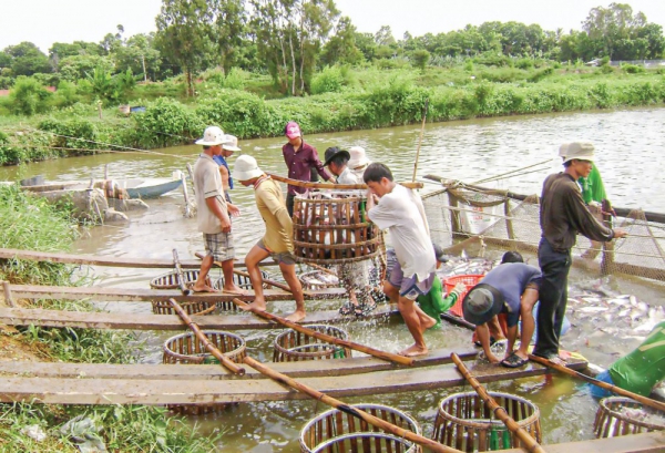 Cần có giải pháp phòng, chống dịch bệnh thủy sản hiệu quả