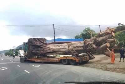 Bất ngờ nguồn gốc cây “quái thú” bị chặn tại Thừa Thiên-Huế