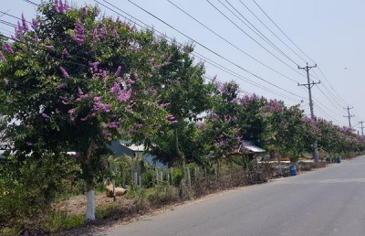 Hoa bằng lăng &#039;&#039;tím rịm&#039;&#039; trong nắng tháng 4 ở An Giang