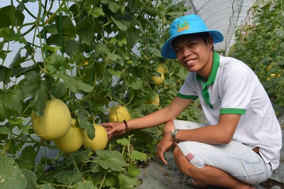 Sản xuất nông nghiệp quy mô lớn, liên kết theo chuỗi giá trị